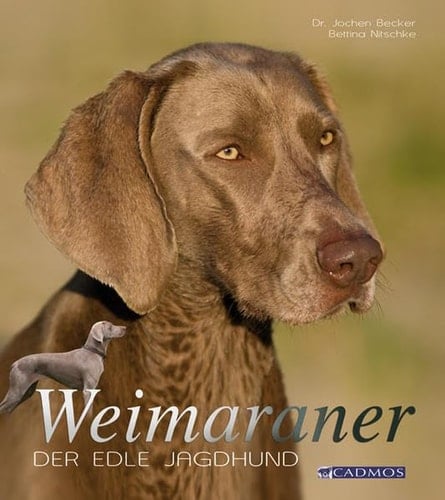 Weimaraner der edle Jagdhund