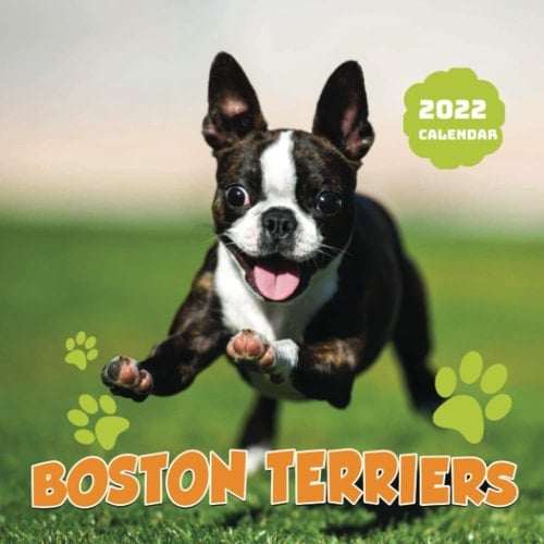 Boston Terriers Calendar 2022 for gift daily: January 2022 - December 2022 OFFICIAL Squared Monthly Calendar, 12 Months | BONUS 4 Months 2022