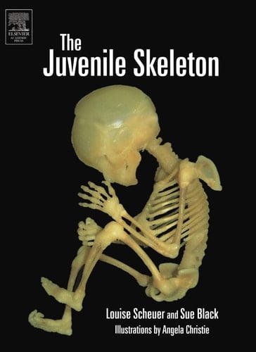 The Juvenile Skeleton