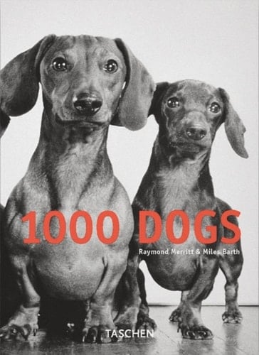 1000 Chiens