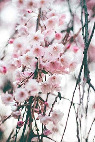 Tao Te Ching Reflection 6 X 9 Dot Grid Journal