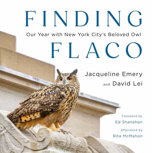 Finding Flaco Our Year with New York City's Beloved Owl
