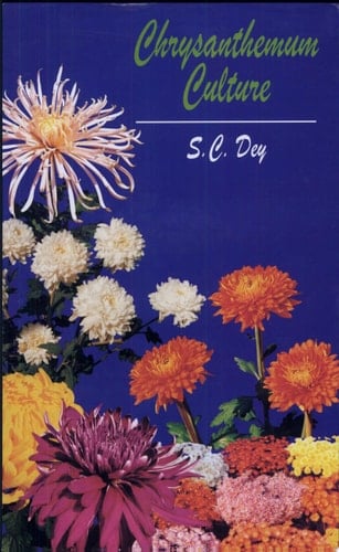 Chrysanthemum Culture