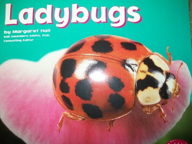 Ladybugs [Scholastic]
