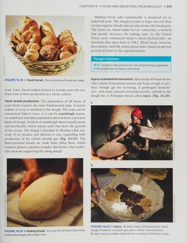 Microbiology An Evolving Science