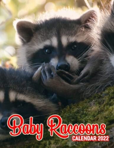 Baby Raccoons Calendar 2022: Animal January 2022 - December 2022 OFFICIAL Squared Monthly Calendar Months Mini Planner BONUS 4 Months 2021 Calendario Calendrier