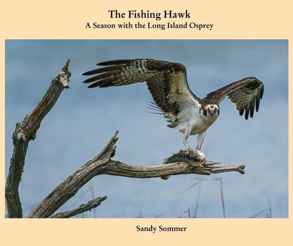 The Fishing Hawk