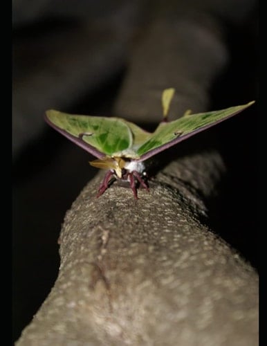 Wonderful Insects Coloring Book: Colouring book for adults, teens and kids. Girls and boys who are animal lovers