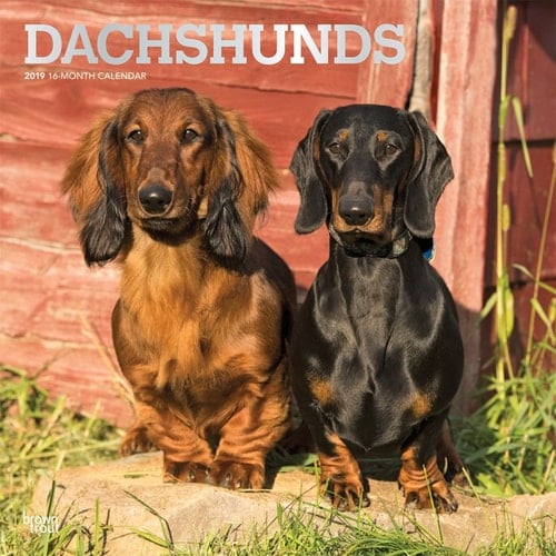 Dachshunds 2019 Calendar