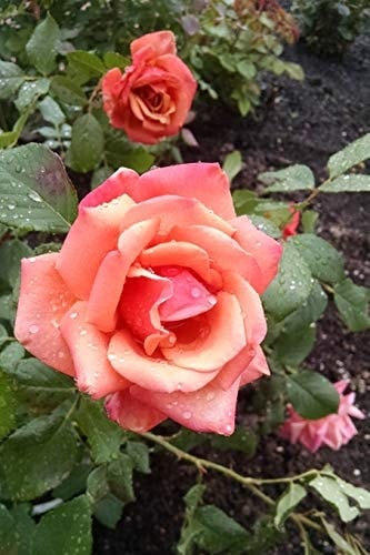 Rose Journal 120 Pages | Blank Journal | Diary | Habit Journal |