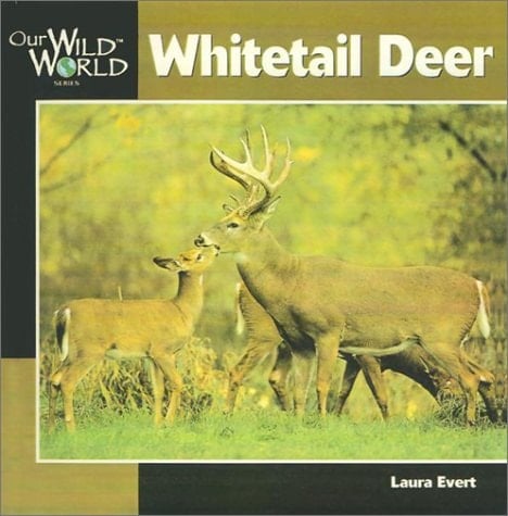 Whitetail Deer
