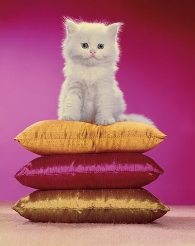 Chromotherapia Feel-Good Color Photography