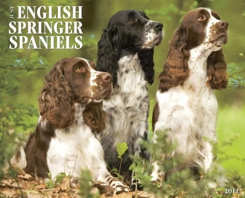 Just English Springer Spaniels