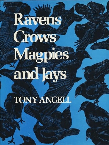 Ravens, Crows, Magpies, and Jays