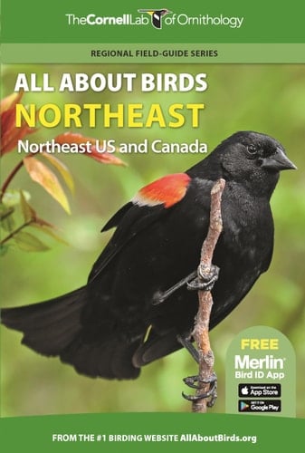 All About Birds Northeast Northeast US and Canada