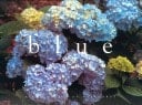 Blue Garden: Notecards