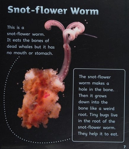 Oxford Reading Tree Infact: Level 6: Deep Down Weird