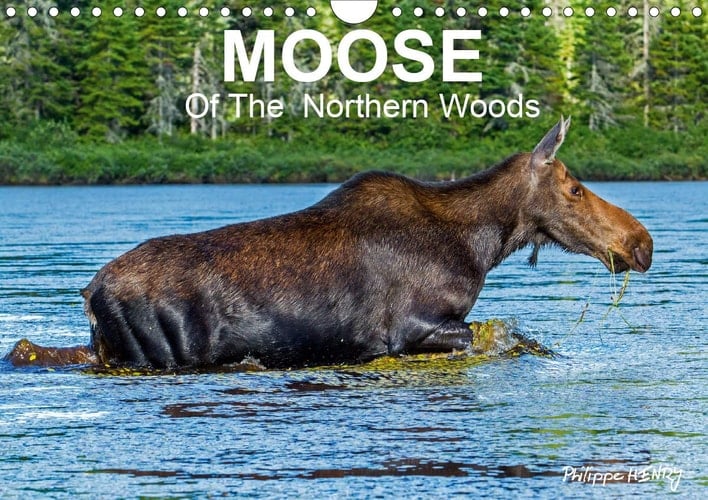 MOOSE Of The Northern Woods 2020: Let's follow the moose of Quebec northern woods. Philippe Henry presents 13 photos of this silent giant. (Calvendo Animals)