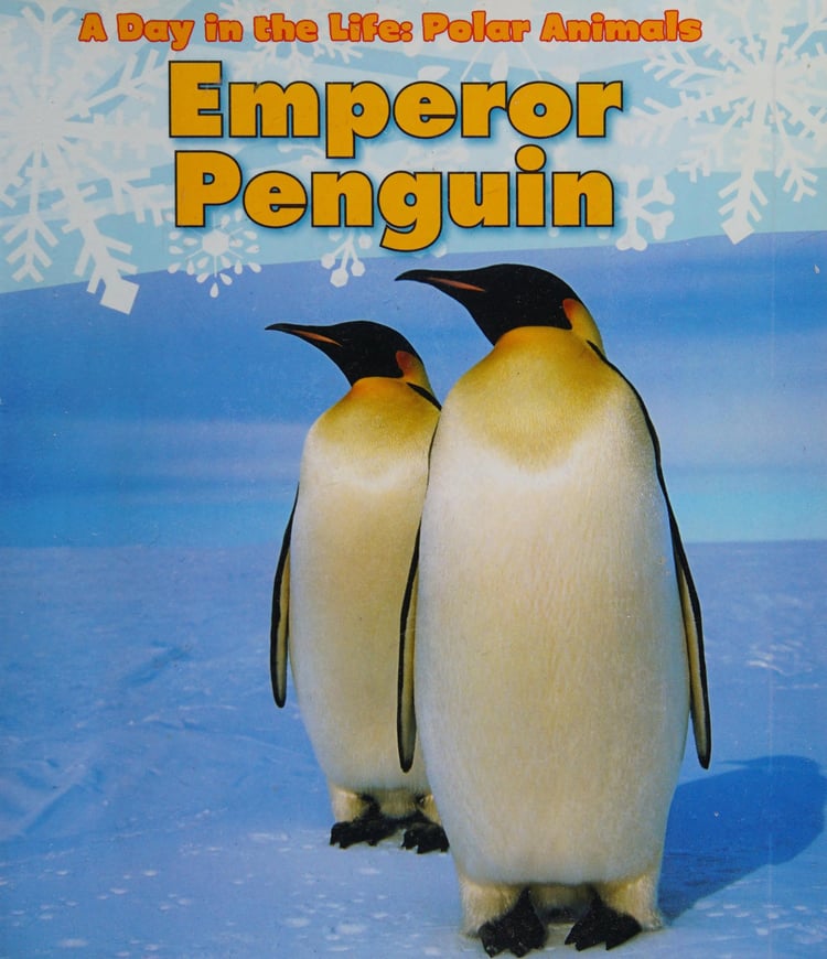 Emperor Penguin