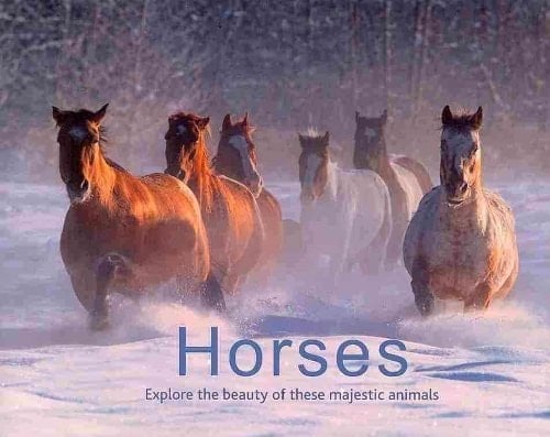 Horses Explore the Beauty of These Majestic Animals