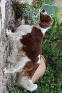 Welsh Springer Spaniel, for the Love of Dogs Blank 150 Page Lined Journal for Your Thoughts, Ideas, and Inspiration