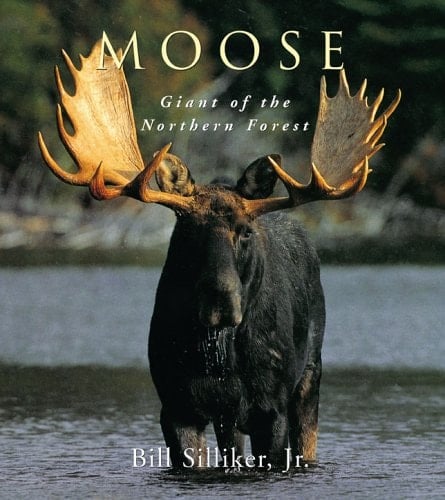 Moose Giant of the Northern Forest