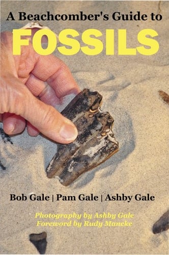 A Beachcomber's Guide to Fossils