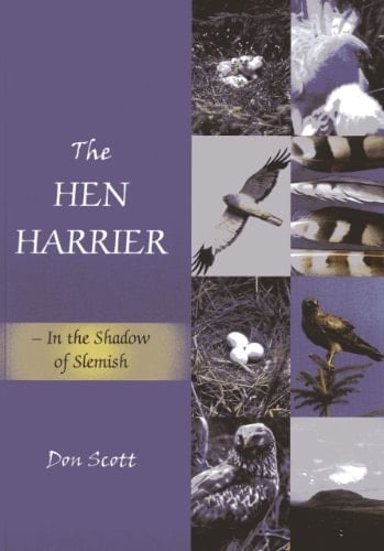 Hen Harrier In the Shadow of Slemish