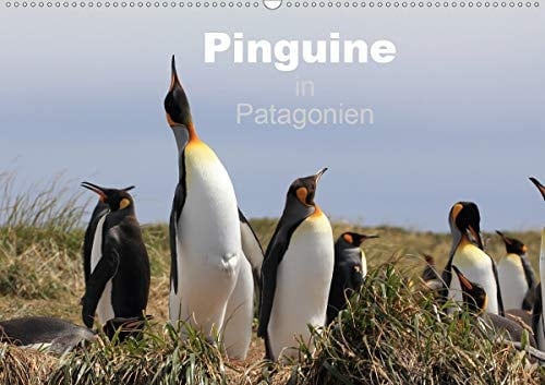 Pinguine in Patagonien (Wandkalender 2020 DIN A2 quer): Einblicke in das gesellige Leben der Königs- und Magellan-Pinguine in Patagonien (Monatskalender, 14 Seiten )