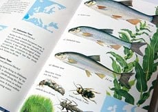 Freshwater Fish