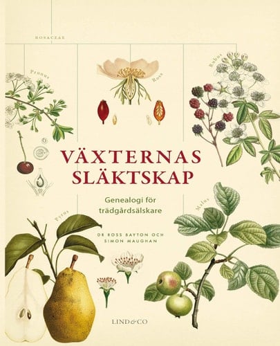 Växternas släktskap genealogi för trädgårdsälskare