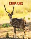 Cerf Axis Recueil pour Enfants de Belles Images & d'Informations Intéressantes Concernant les Cerf Axis