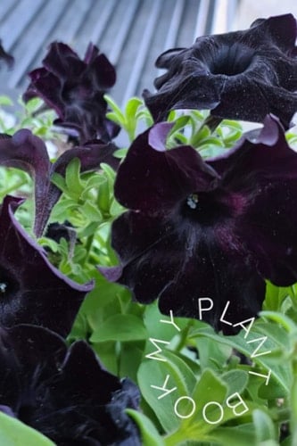 My Plant Book