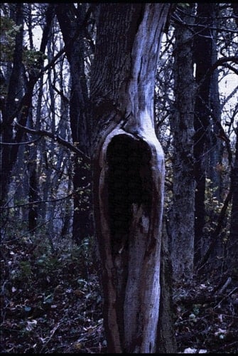 A Scorpion's Labyrinth: The Collected Short Horror of Amanda M. Lyons