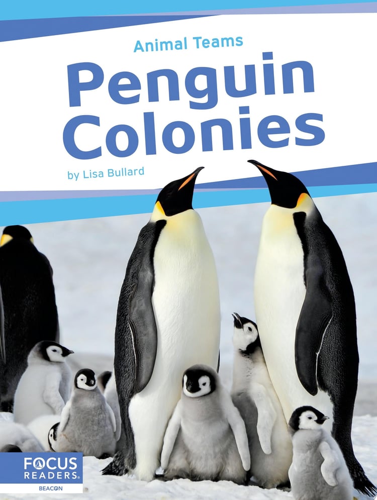 Penguin Colonies