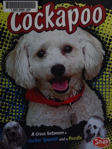 Cockapoo