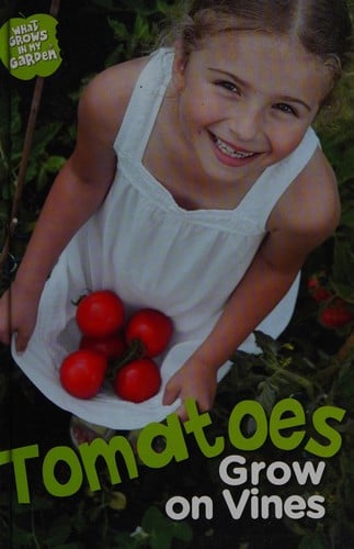 Tomatoes grow on the vine