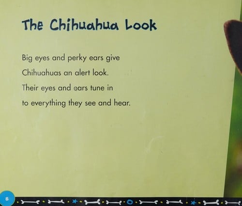 All about chihuahuas