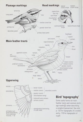 Birds of Europe