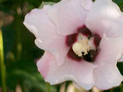 International perspectives in environmental education