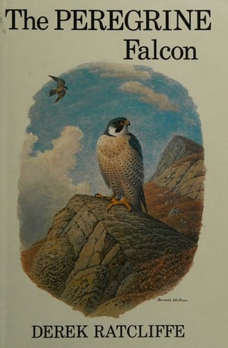 The peregrine falcon