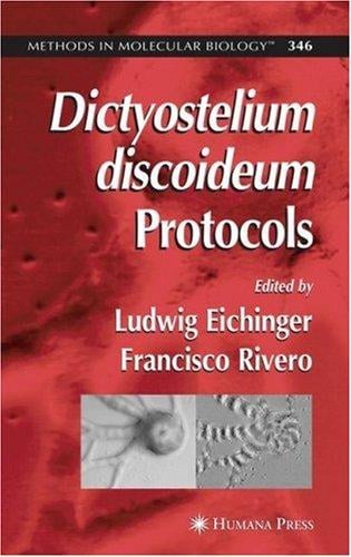 Dictyostelium discoideum