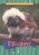 Tamarins (Animals of the Rain Forest)