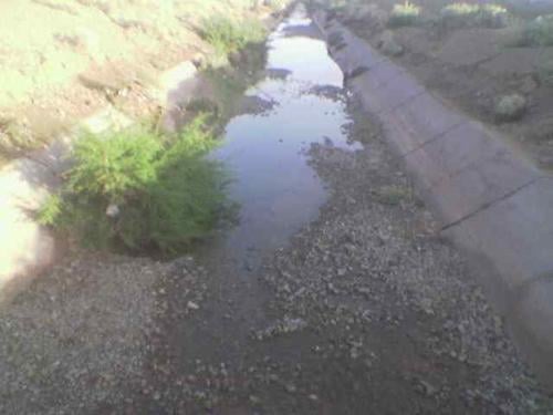 On the trail of whales