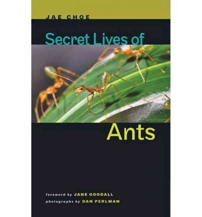 Secret lives of ants