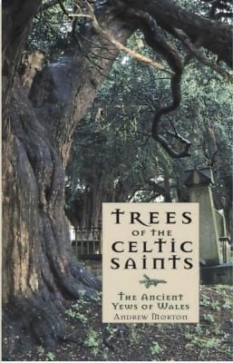 Trees Of The Celtic Saints The Ancient Yews Of Wales