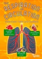 Your Respiration And Circulation Understand It With Numbers