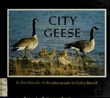 City geese