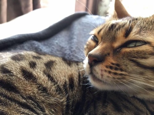 Behold, this dreamer