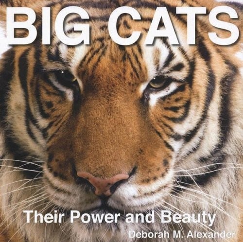 Big Cats: Their Power and Beauty